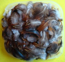 lot de 700 plumes de faisan