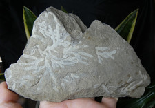 Fossile à identifier Plaque