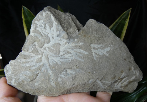 Fossile identifier plaque - à,