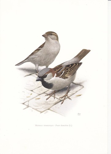 Planche histoire naturelle - planche, 32
