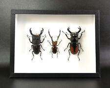 Véritables insectes : Trio de