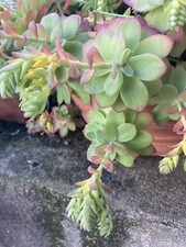 5 Plants Ou Boutures De Sedum palmeri Plante succulente