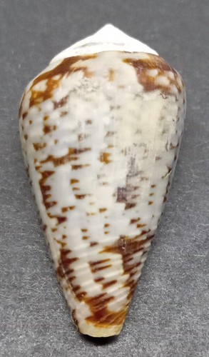 Conus aemulus - conus,