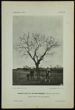 1898 - Cerisier acide de