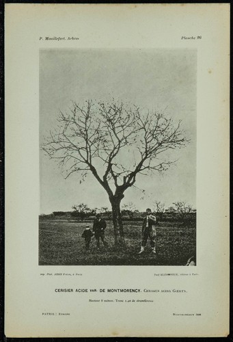 1898 cerisier acide - cerisier,