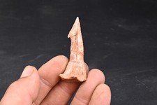 Dent  fossile  de poisson scie Onchopristis Numidus du Maroc Requin 56mm