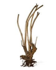 Aquavie Vigne Rare Tree XXL