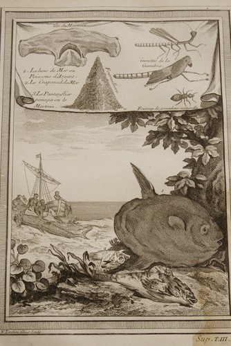 Gravure afrique poissons - afrique,