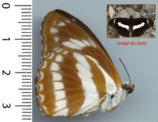 Nymphalidae - ATHYMA