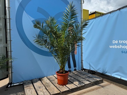 Palmier phoenix canariensis - palmier,