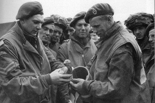 Ww2 photo 6th - ww2,