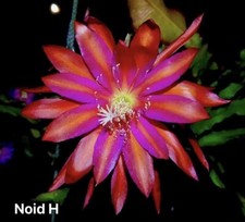 Epiphyllum Noid.H - Cactus
