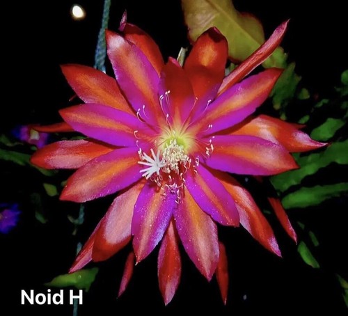 Epiphyllum noid cactus - noid.h,