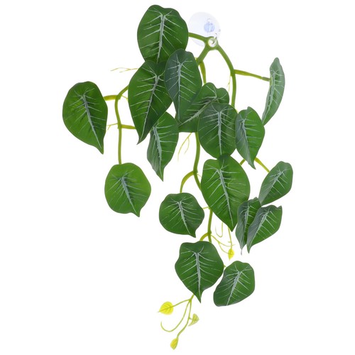 Plantes terrarium avec - plantes,