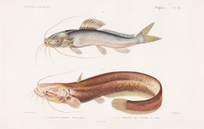Silure Silurus Glanis Poisson
