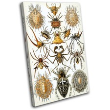 Arachnid Retro Spider Vintage
