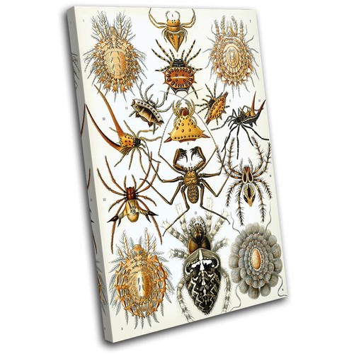Arachnid retro spider vintage - arachnid,