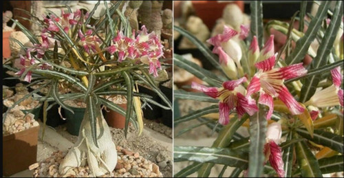 Graines adenium somalense - 10,