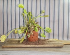 Dionaea muscipula racine nue – plante carnivore Venus flytrap vivace