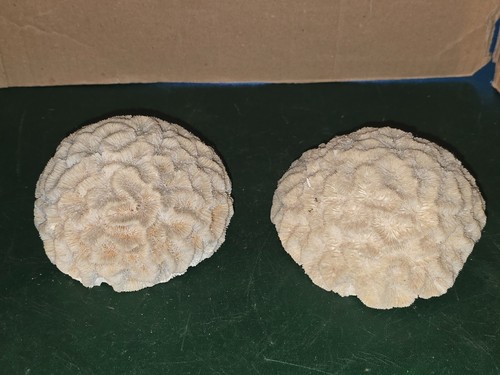 Tete corail cerveau - cerveau, de