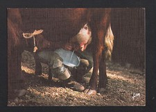 ELEVEUR LAITIER à la TRAITE des VACHES