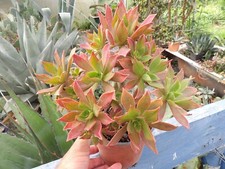 Aeonium leucoblepharum big