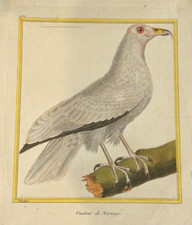 OISEAUX RAPACE  "Vautour de Norvège" – Buffon & Martinet – 1770