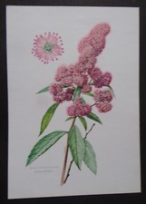 planche ARBRISSEAUX ARBUSTES ARBRES : Spirée à feuilles de saule