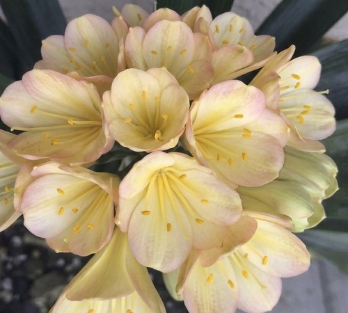 Clivia chinese blush - chinese, best