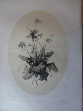 GRANDE Litho PLANCHE BOTANIQUE