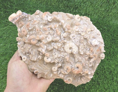 Excellent fossil plate - fossil, with