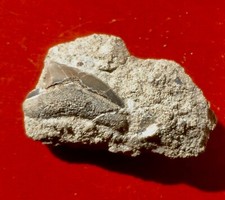 DENT DE REQUIN FOSSILE DU