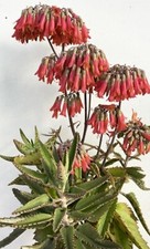 Kalanchoe houghtonii plante - houghtonii,