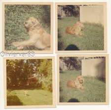 4 Vintage photos 1971 - English cocker spaniel on garden lawn