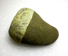 grand fossile ,Otodus