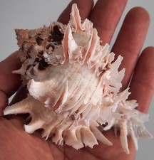 curiosité , taxidermie