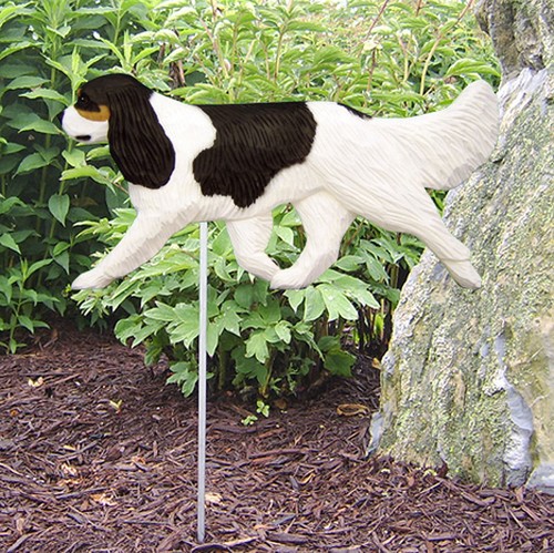 Cavalier king charles - cavalier,