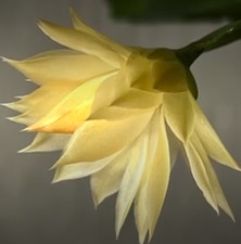 Schlumbergera rare 'Laila