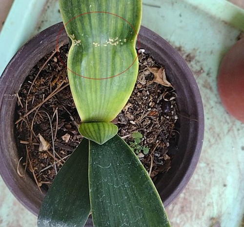 Variegated clivia high end - high,