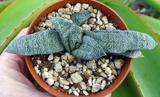 GASTERIA ELLAPHIEAE plante