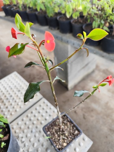 Euphorbia geroldii - euphorbia,