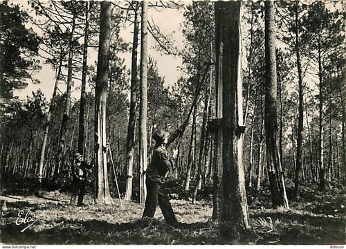 Carte postale landes - carte,