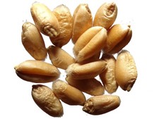 Blé Bladette de Puylaurens - Triticum Caesium (Engrais Vert) SEM01