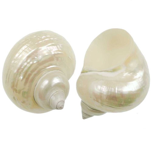 Coquillage turbo nacar - ,