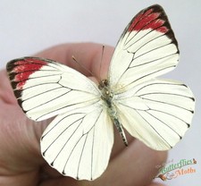 Colotis hetaera Lot De