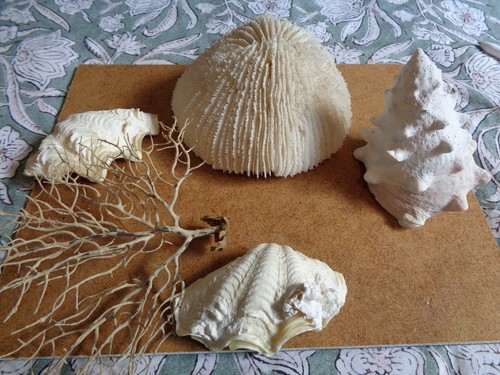 Lot coquillages de - lot,