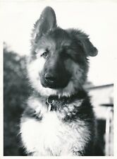 Grande argentique chien chiot