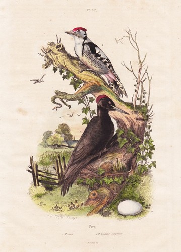 Picidés oiseaux gravure - picidés,