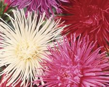 25 GRAINES DE REINE MARGUERITE UNICUM COLORIS VARIES