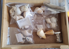 lot de divers coquillages, peut être des rares? Voir photos 